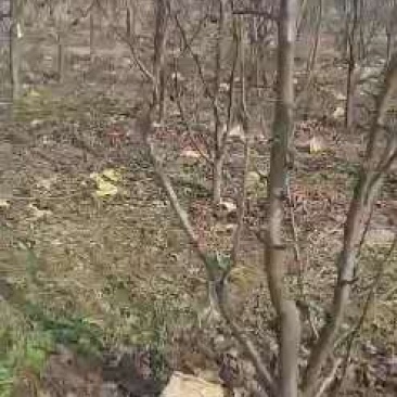 优质️安徽砀山占地梨树，桃树，及各种占地树，现挖现装！