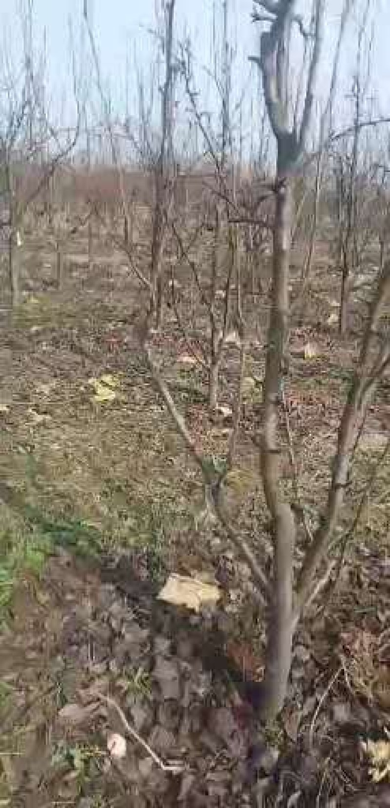 优质️安徽砀山占地梨树，桃树，及各种占地树，现挖现装！