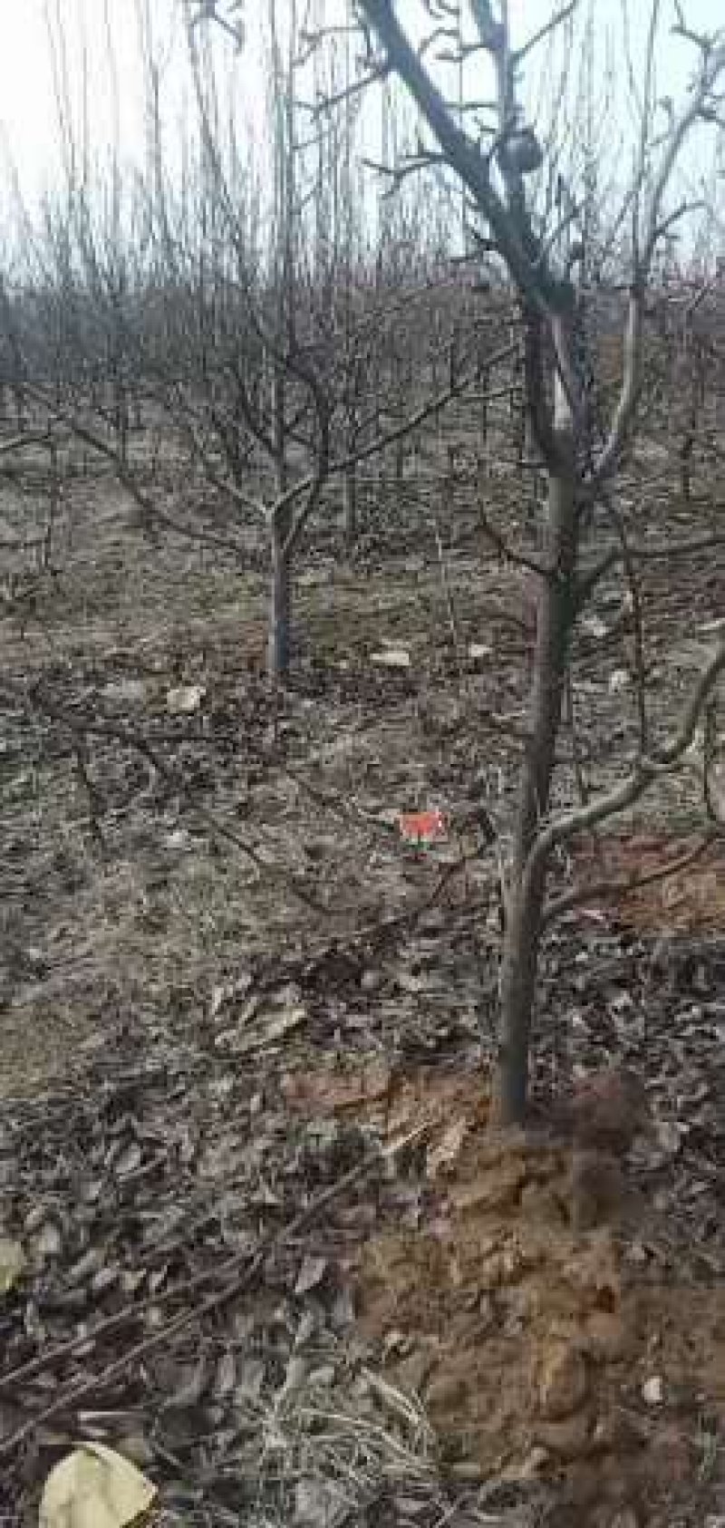 优质️安徽砀山占地梨树，桃树，及各种占地树，现挖现装！