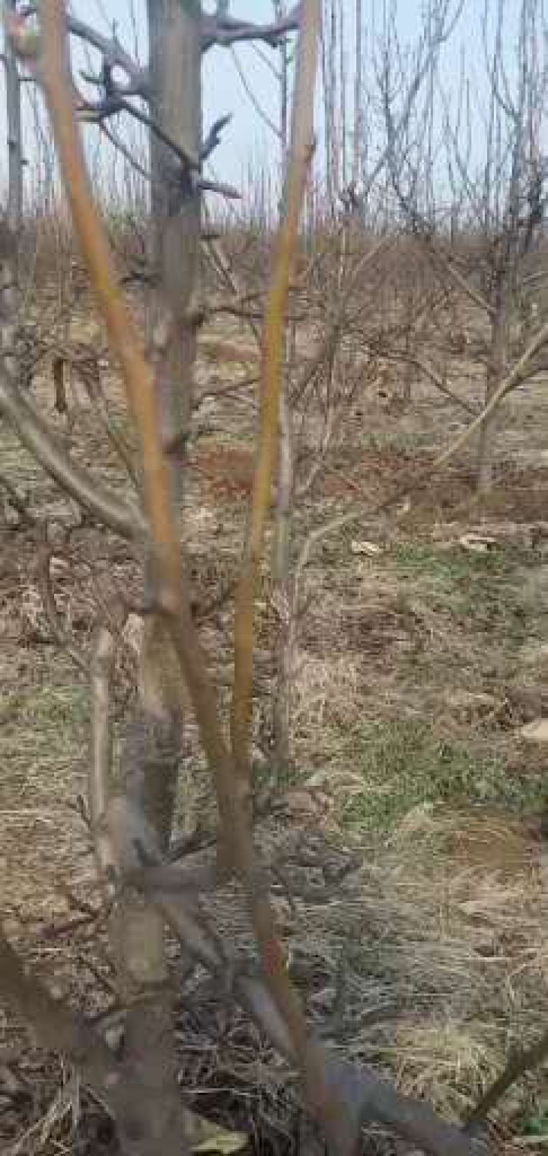 优质️安徽砀山占地梨树，桃树，及各种占地树，现挖现装！