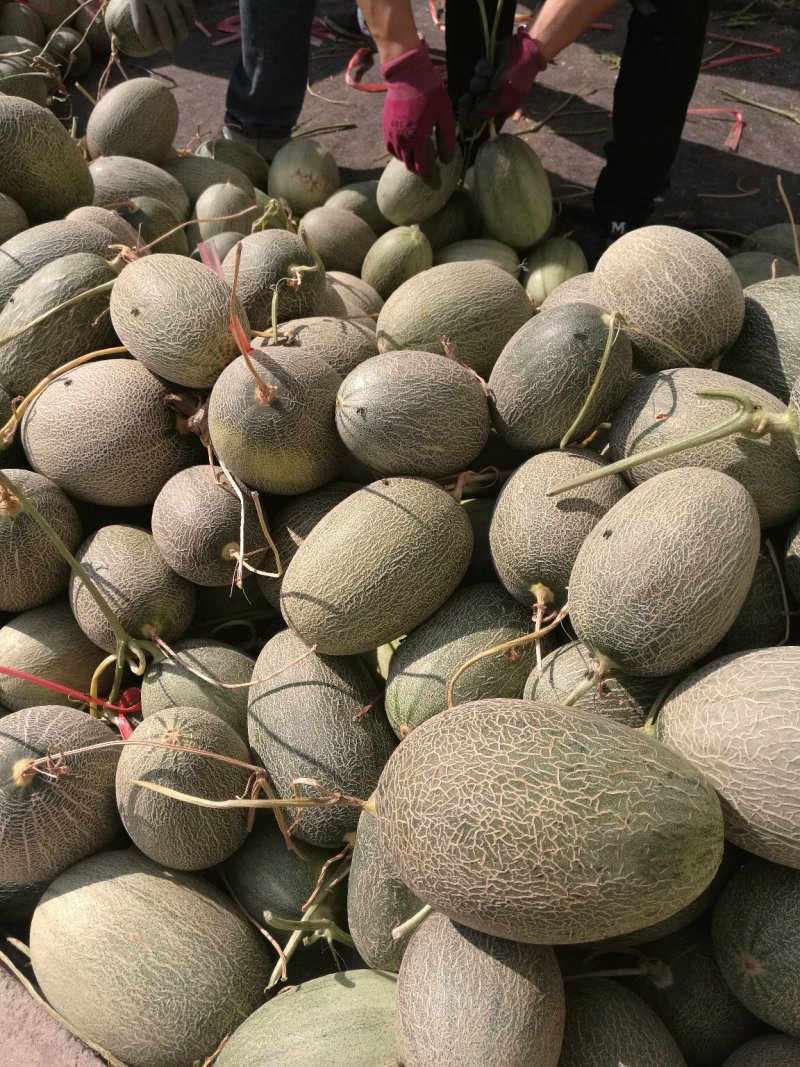 西州蜜25，脆甜可口，是我们这里的地理标志产品