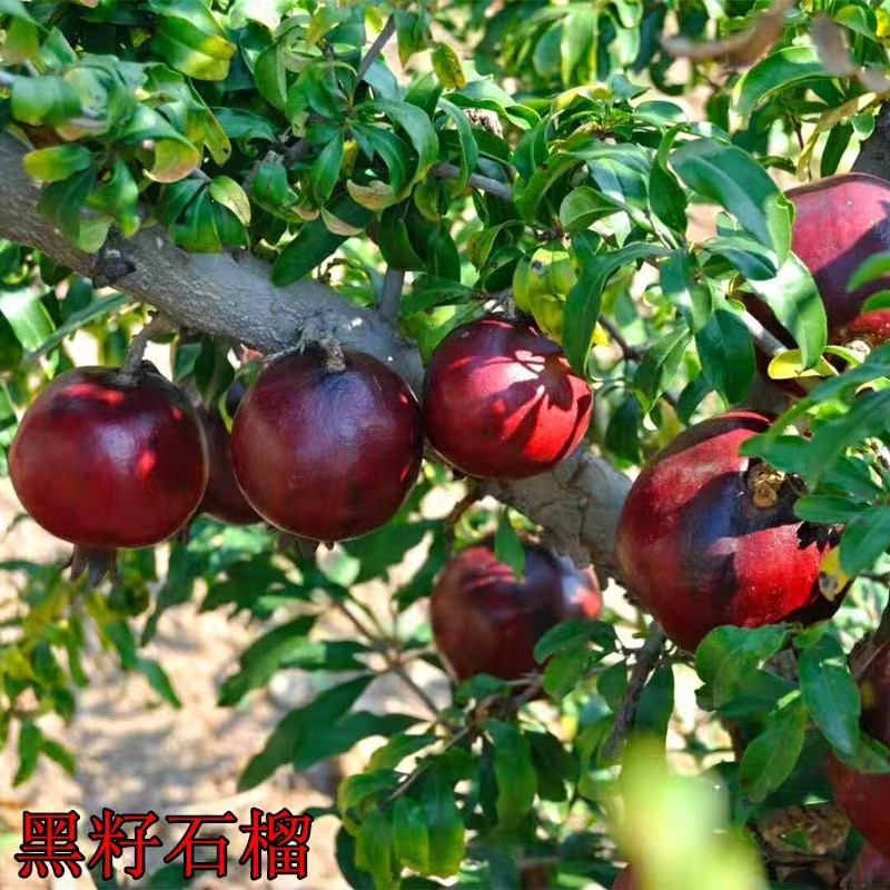 突尼斯软籽石榴苗黑籽石榴苗苗包成活品种纯正包邮