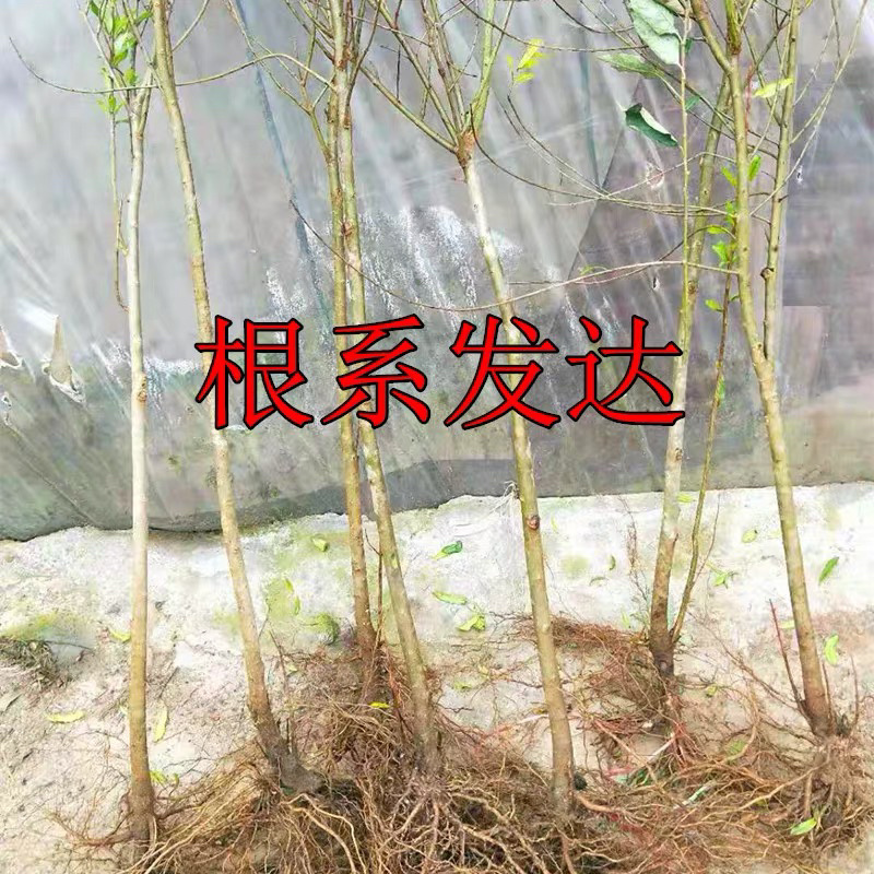 突尼斯软籽石榴苗黑籽石榴苗苗包成活品种纯正包邮