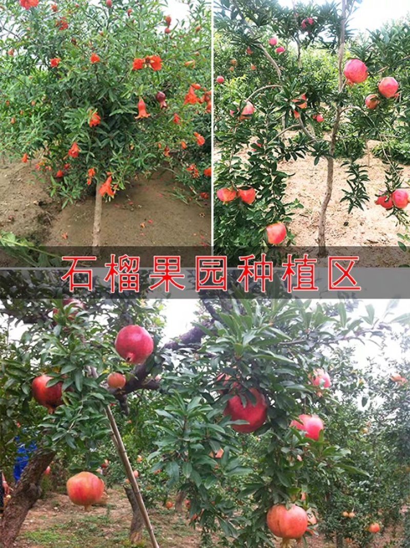 突尼斯软籽石榴苗黑籽石榴苗苗包成活品种纯正包邮
