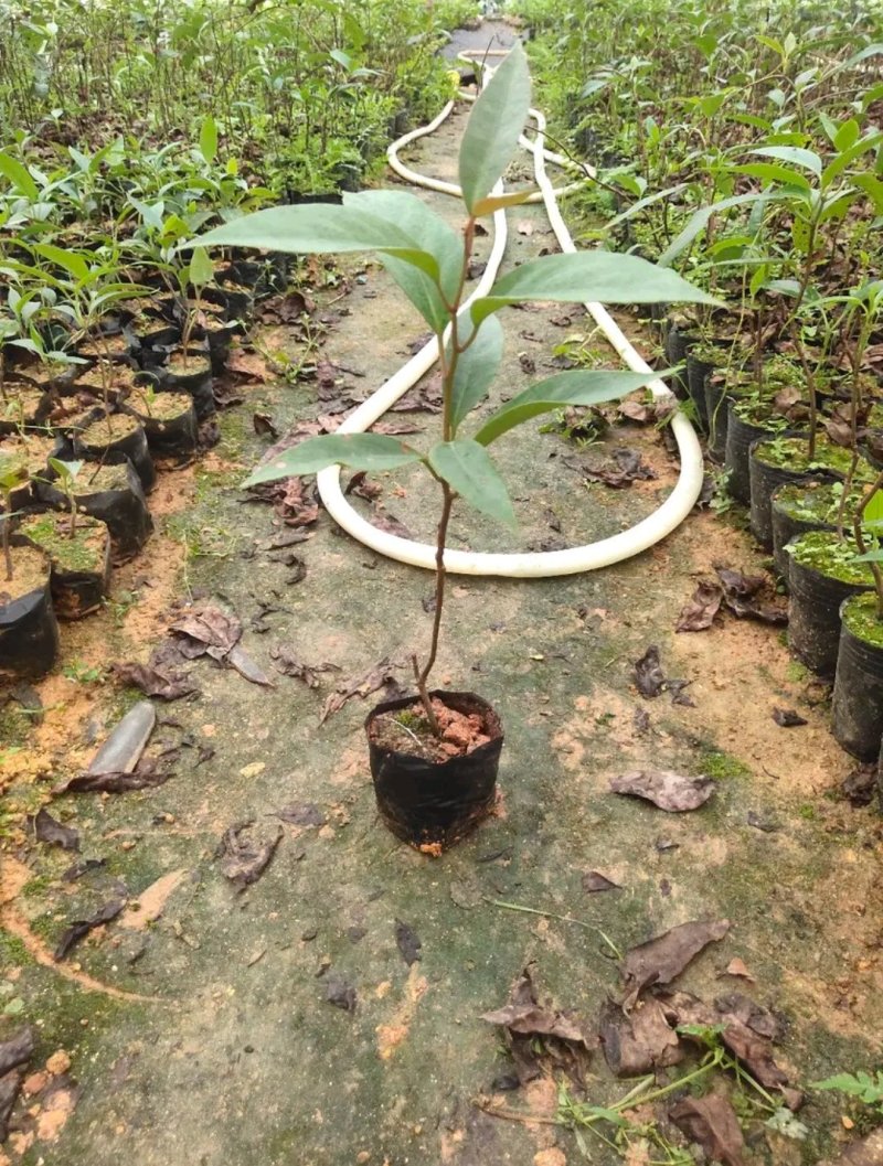 布福娜，黑老虎纯正品种苗