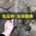 蒙阳红软籽石榴苗山东直邮品种纯正死苗补发包邮