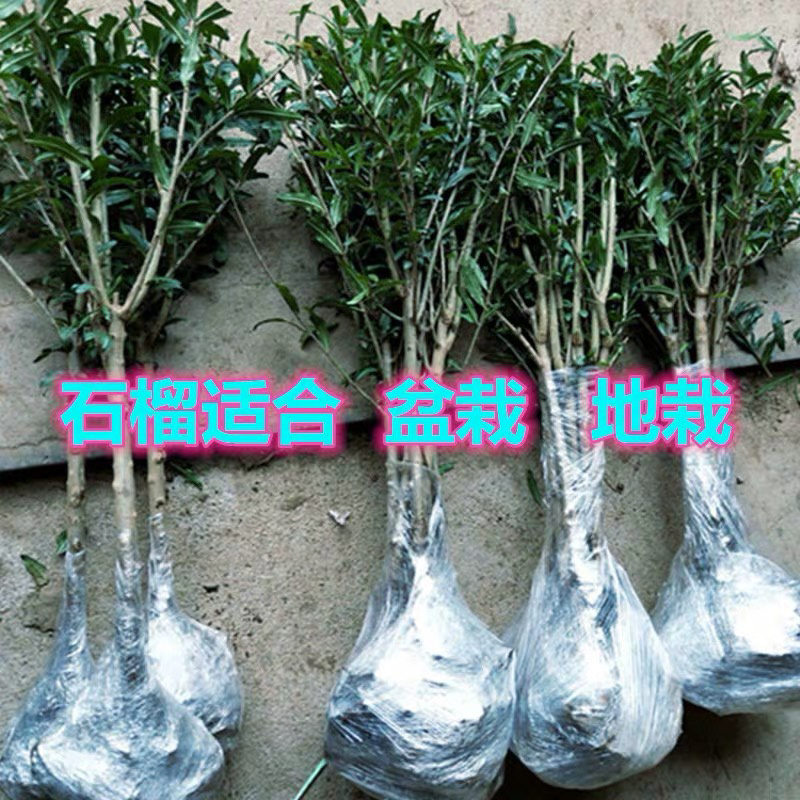 蒙阳红软籽石榴苗山东直邮品种纯正死苗补发包邮