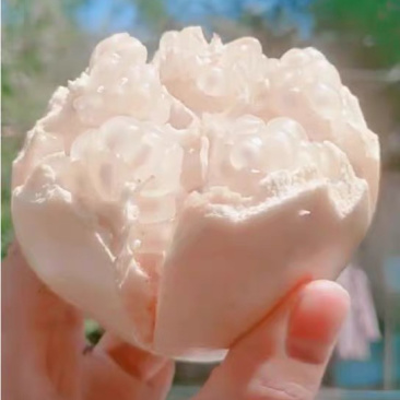 新品种白水晶树苗优质嫁接苗基地直发南北适宜包邮