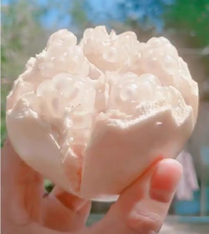 新品种白水晶树苗优质嫁接苗基地直发南北适宜包邮