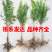 新品种白水晶树苗优质嫁接苗基地直发南北适宜包邮