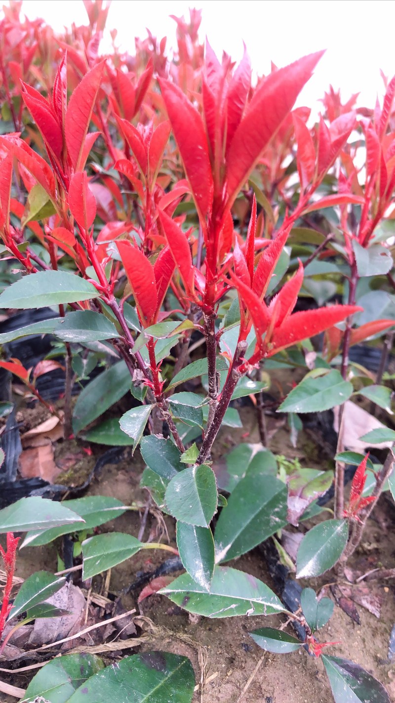 湖北正宗石叶石楠苗，存活率高，大杯，小杯都有。