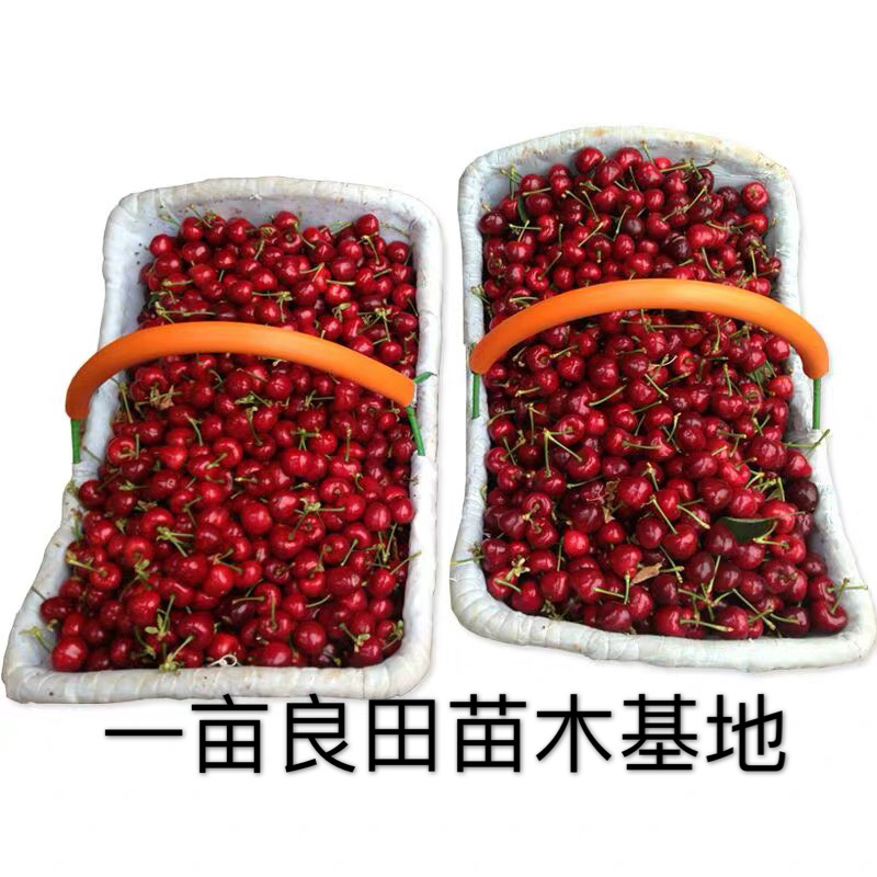 俄罗斯八号樱桃树苗保质量保成活包技术指导包邮