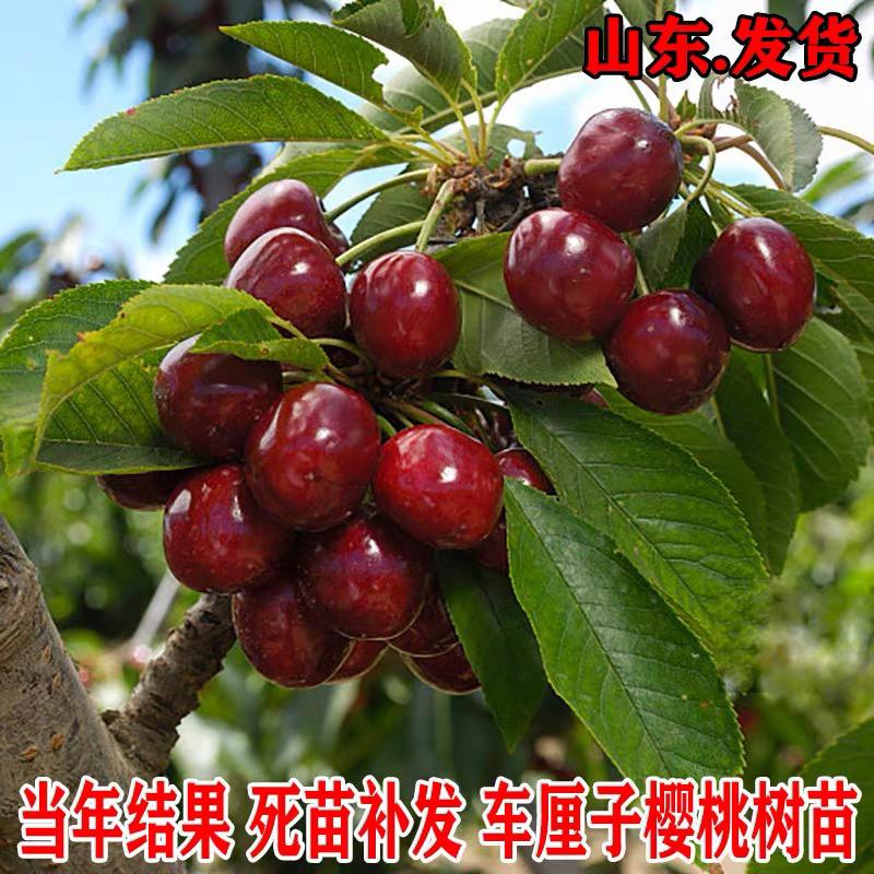 俄罗斯八号樱桃树苗保质量保成活包技术指导包邮