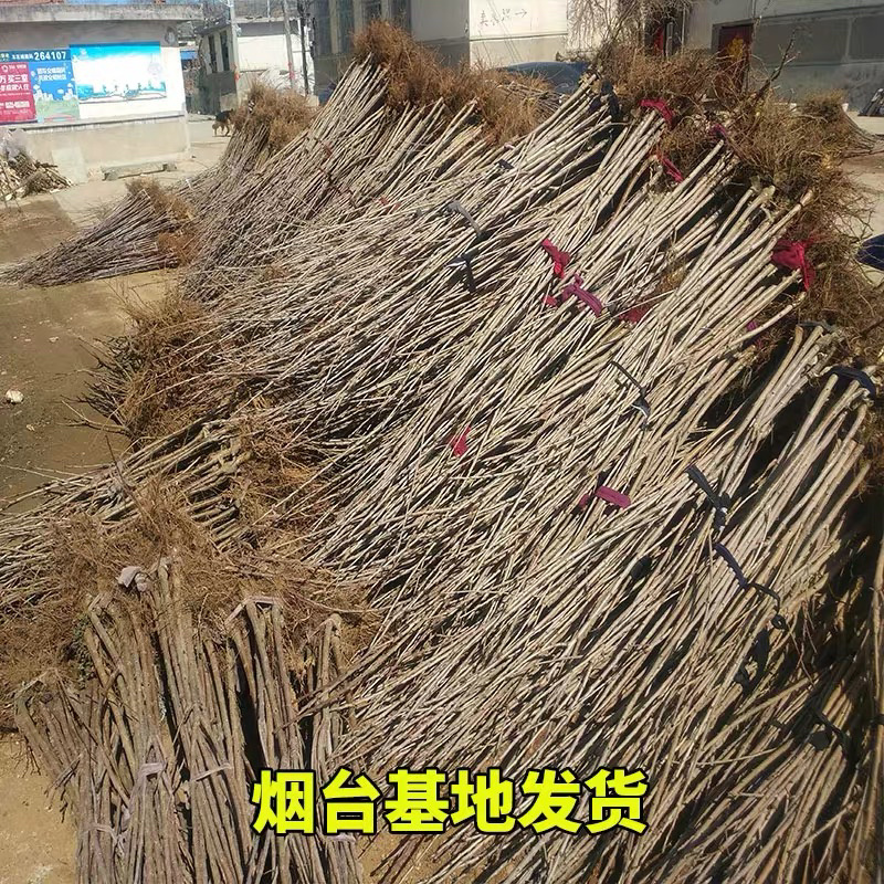 俄罗斯八号樱桃树苗保质量保成活包技术指导包邮