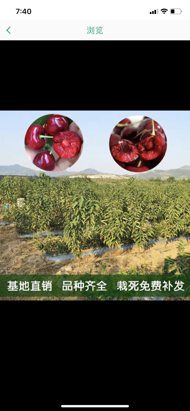 俄罗斯八号樱桃树苗保质量保成活包技术指导包邮