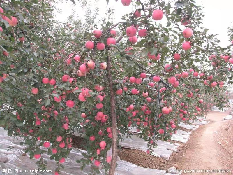 苹果树苗户外种植。果子大耐储存，口感好。