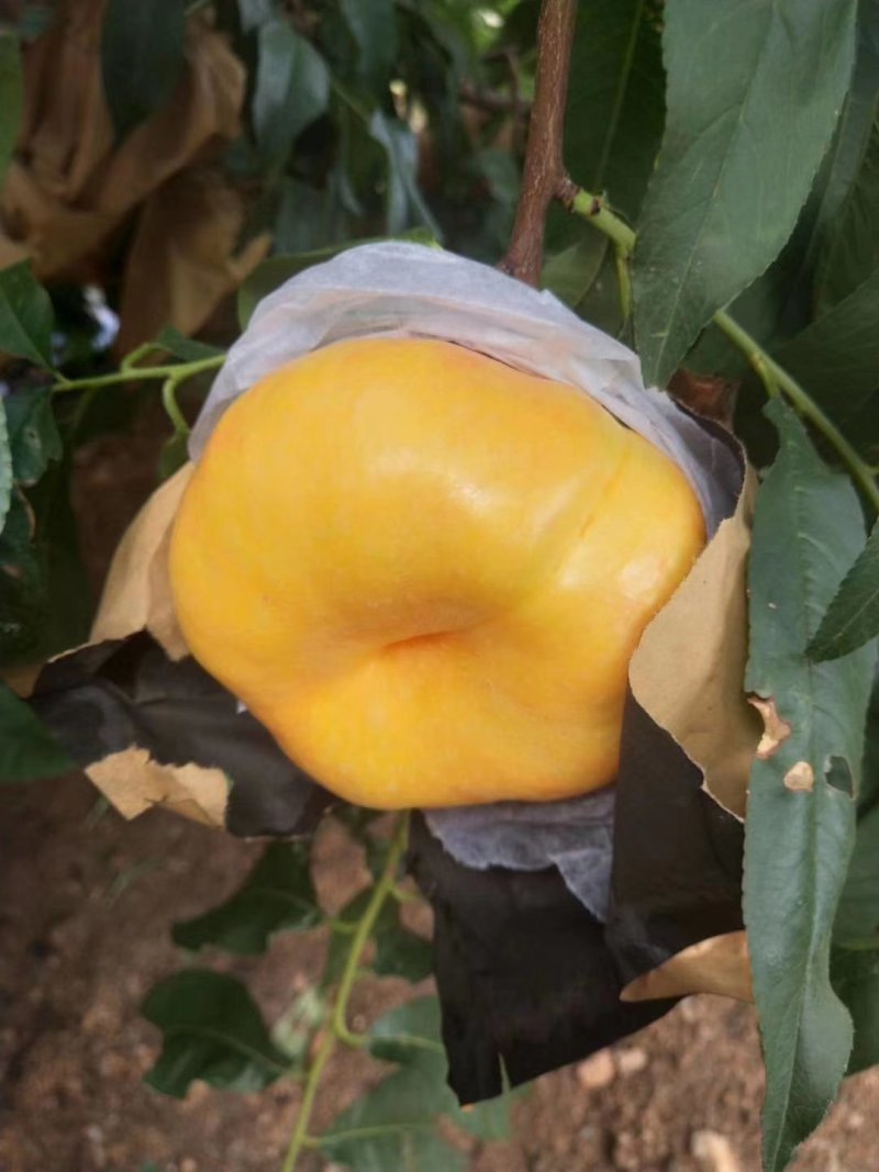 桃树苗秋彤金秋红蜜冬雪蜜桃油蟠桃甜黄桃油桃苗基地批发