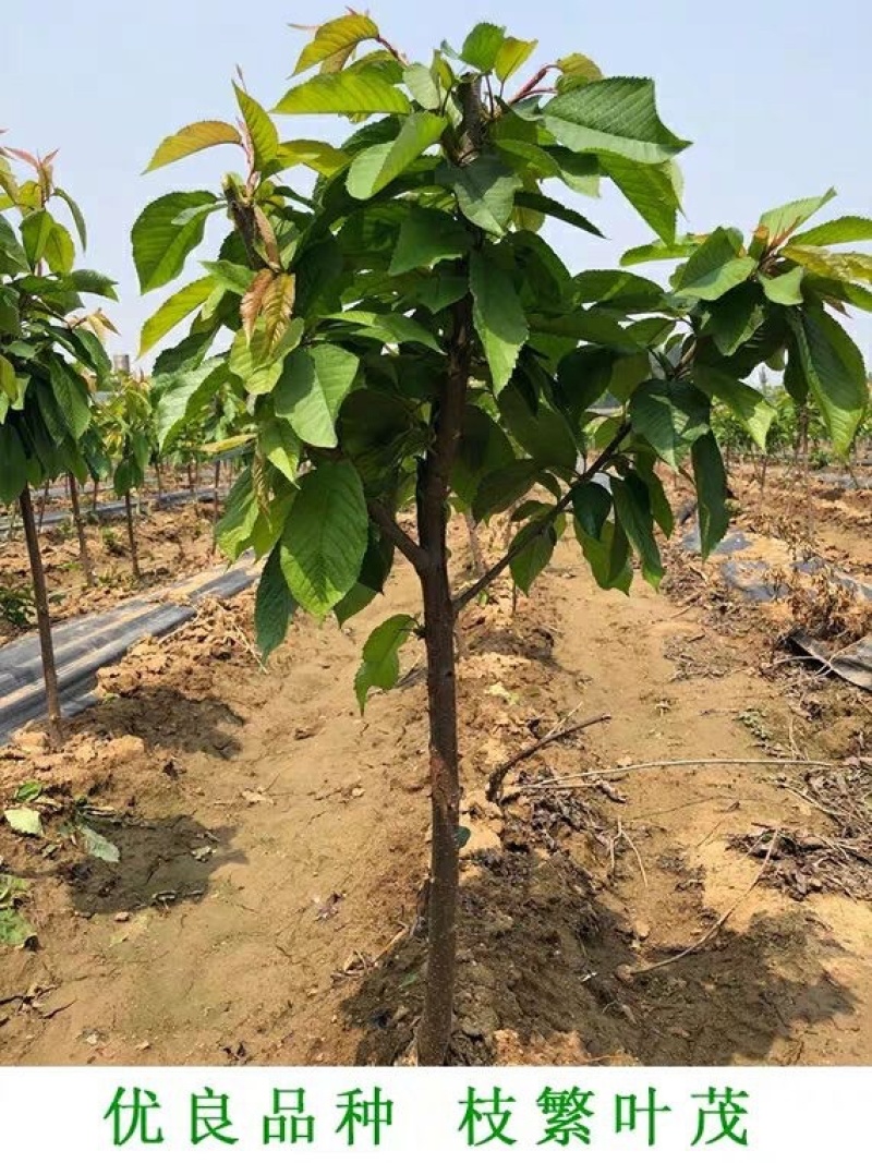 樱桃树苗美早樱桃苗嫁接苗保证品种纯正保湿发货包邮