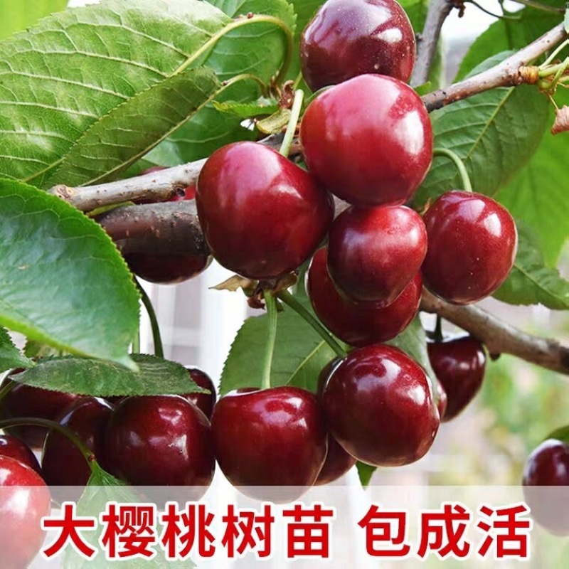 樱桃树苗美早樱桃苗嫁接苗保证品种纯正保湿发货包邮