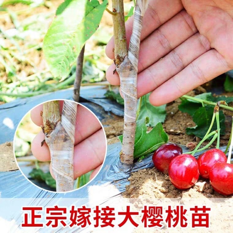 樱桃树苗美早樱桃苗嫁接苗保证品种纯正保湿发货包邮
