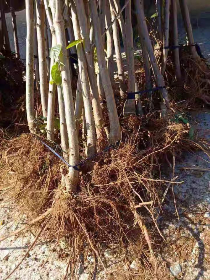 樱桃树苗美早樱桃苗嫁接苗保证品种纯正保湿发货包邮