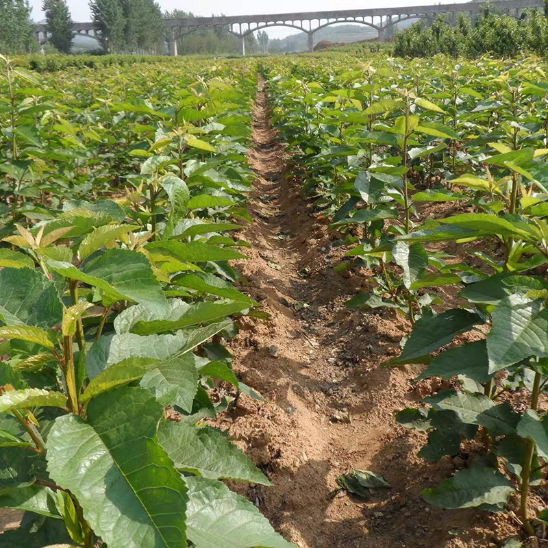 樱桃树苗美早樱桃苗嫁接苗保证品种纯正保湿发货包邮