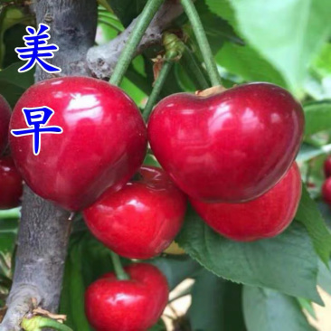 樱桃树苗美早樱桃苗嫁接苗保证品种纯正保湿发货包邮