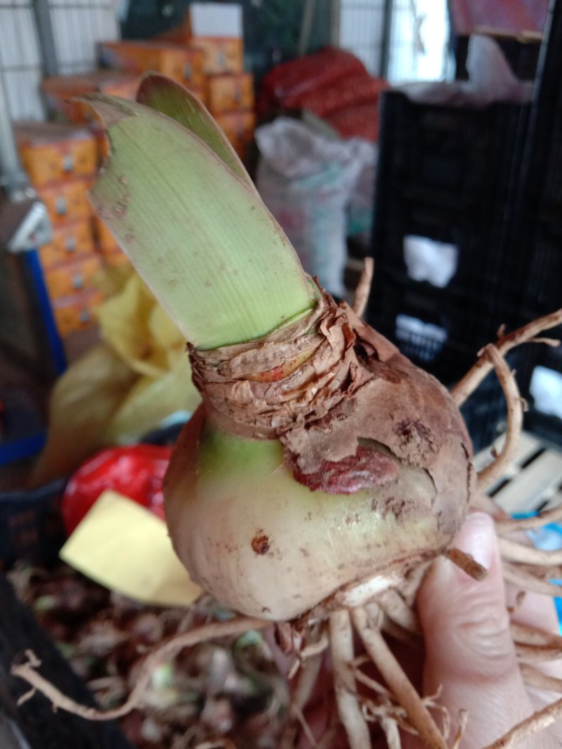 朱顶红种球混色发货花卉室内土培水培4-6公分