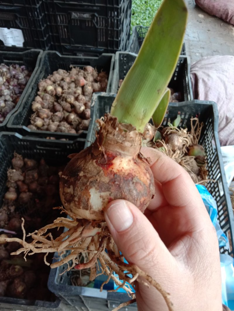 朱顶红种球混色发货花卉室内土培水培4-6公分