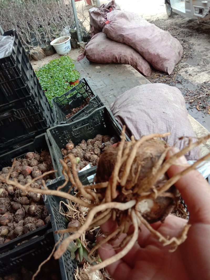 朱顶红种球混色发货花卉室内土培水培4-6公分