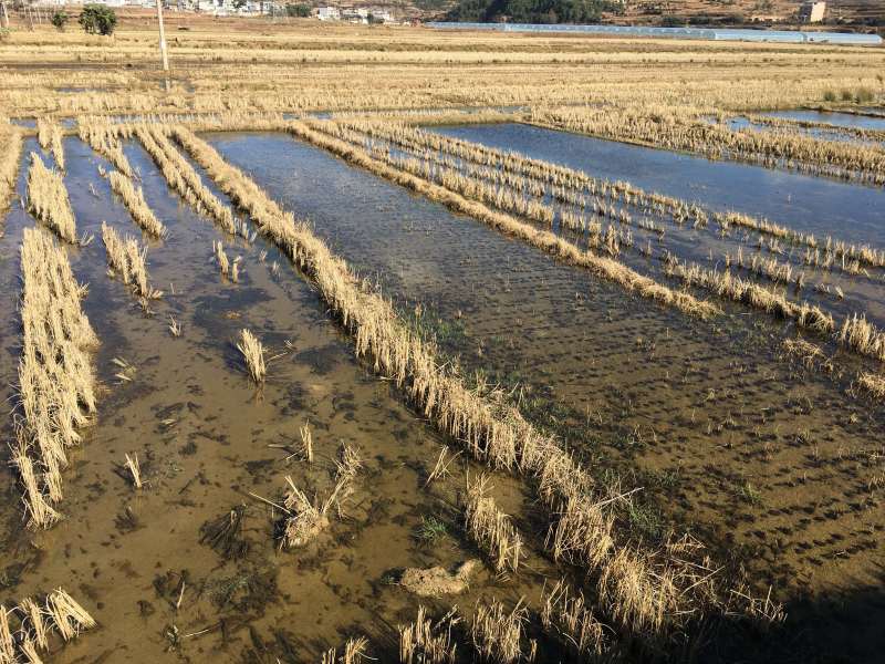 90亩蔬菜种植用地出租，适合种植青花等