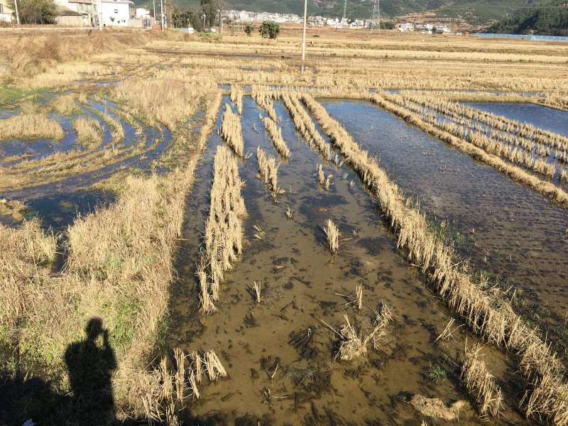 90亩蔬菜种植用地出租，适合种植青花等