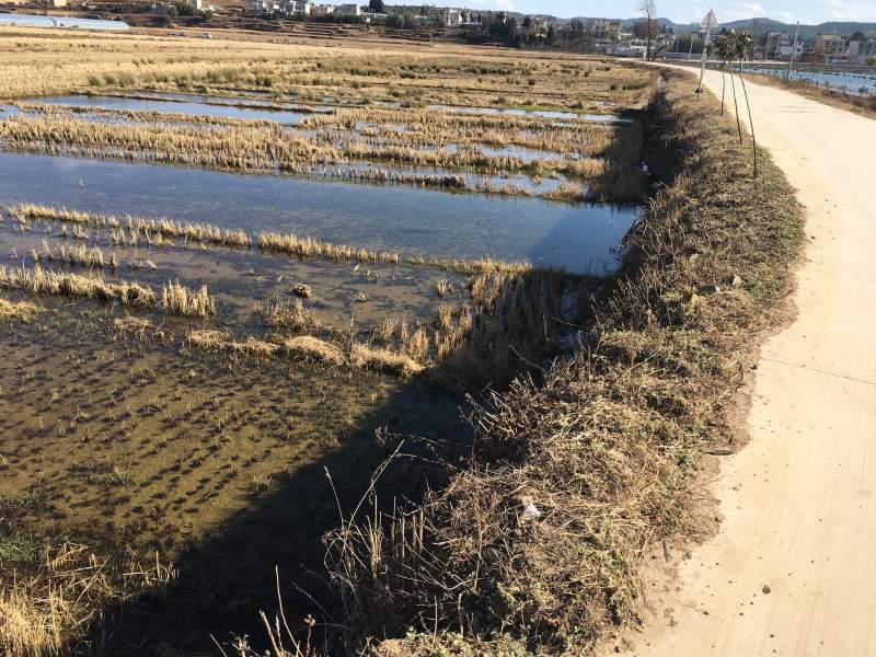 90亩蔬菜种植用地出租，适合种植青花等