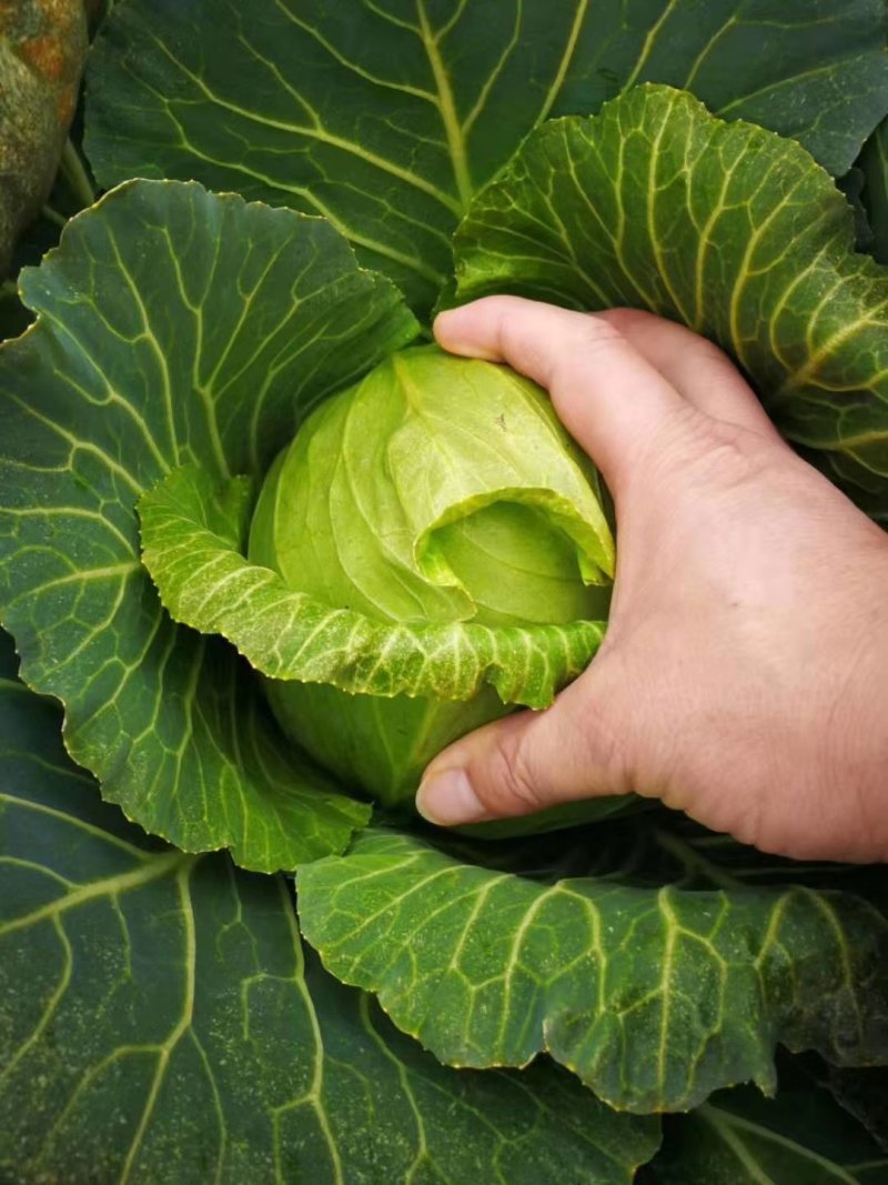 甘蓝包菜思特丹奥奇那圆包扁包自家园子可视频看货