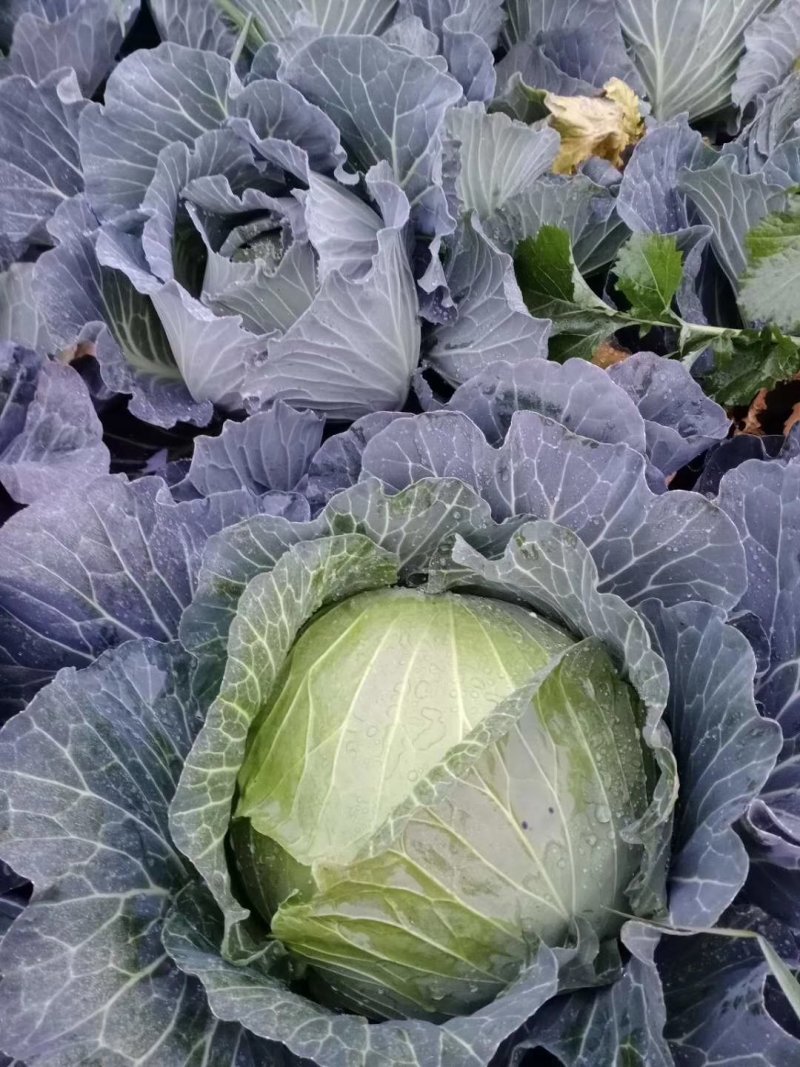 甘蓝包菜思特丹奥奇那圆包扁包自家园子可视频看货