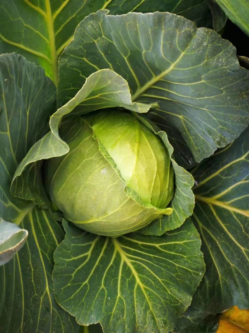 甘蓝包菜思特丹奥奇那圆包扁包自家园子可视频看货