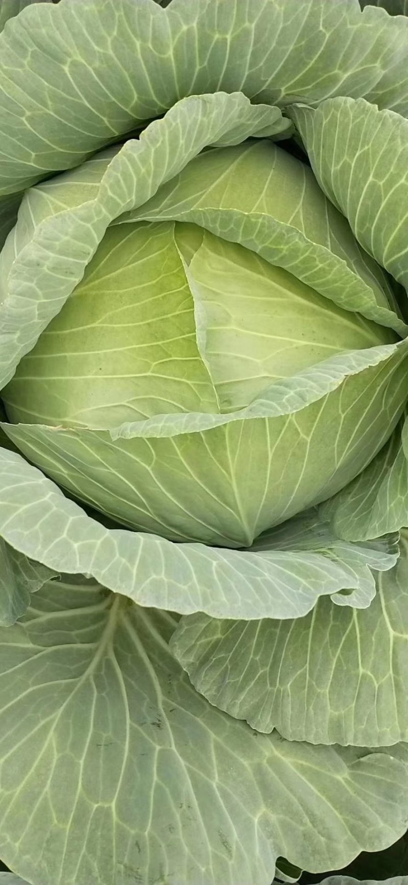 甘蓝包菜思特丹奥奇那圆包扁包自家园子可视频看货