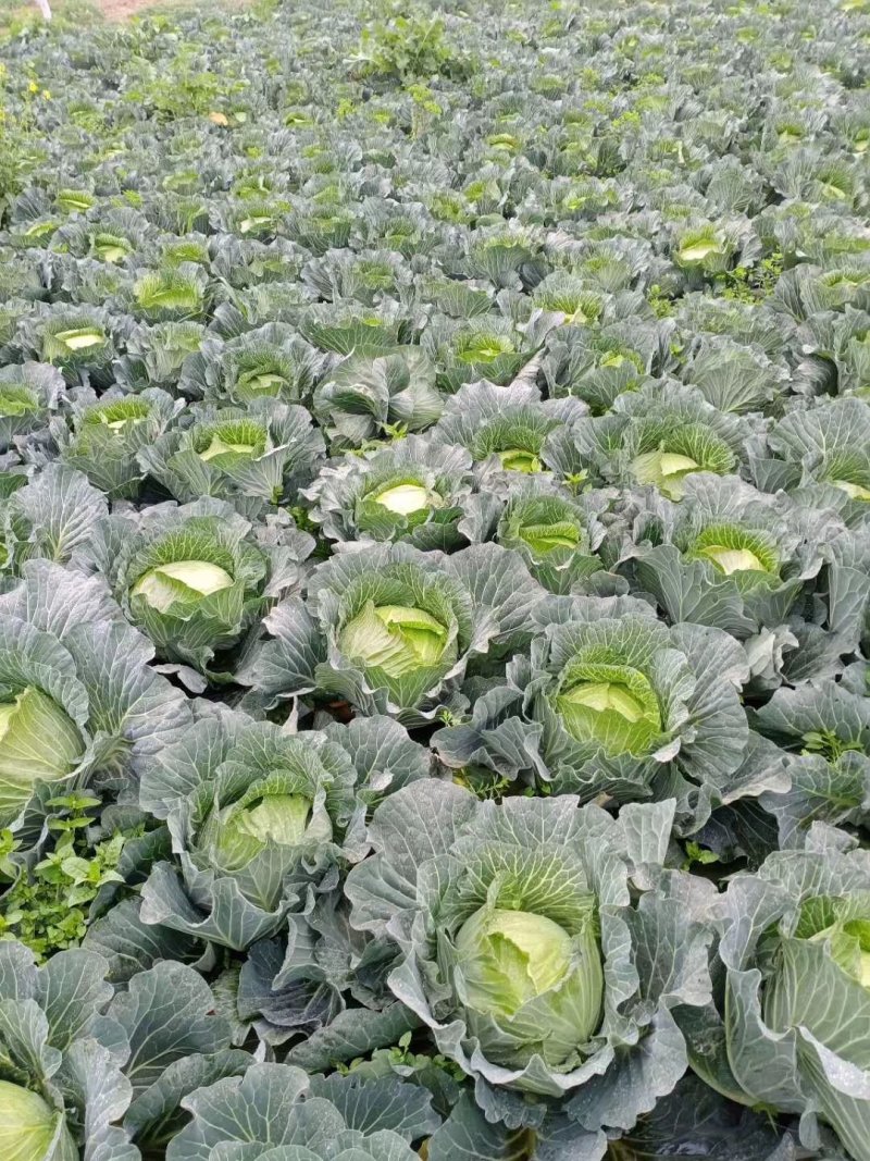 甘蓝包菜思特丹奥奇那圆包扁包自家园子可视频看货