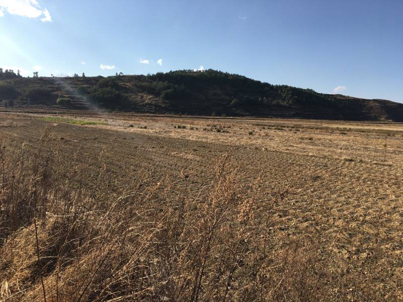 120亩田地出租，水源好，土质好