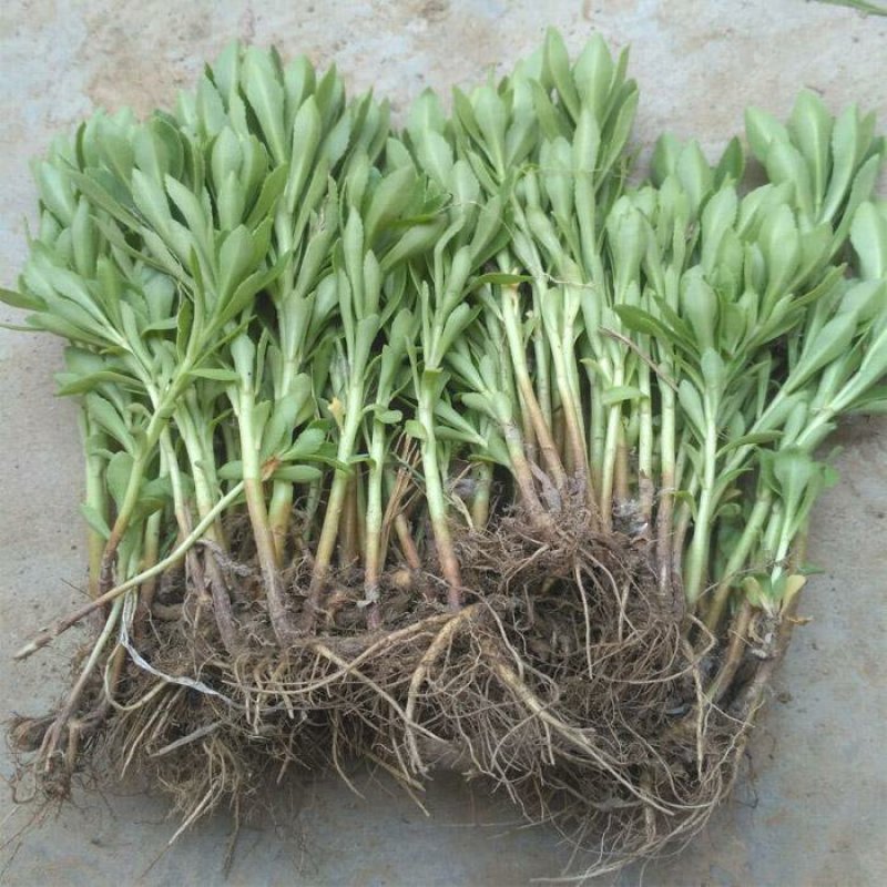 高钙菜救心菜种苗养心菜费菜金不换100起批包邮