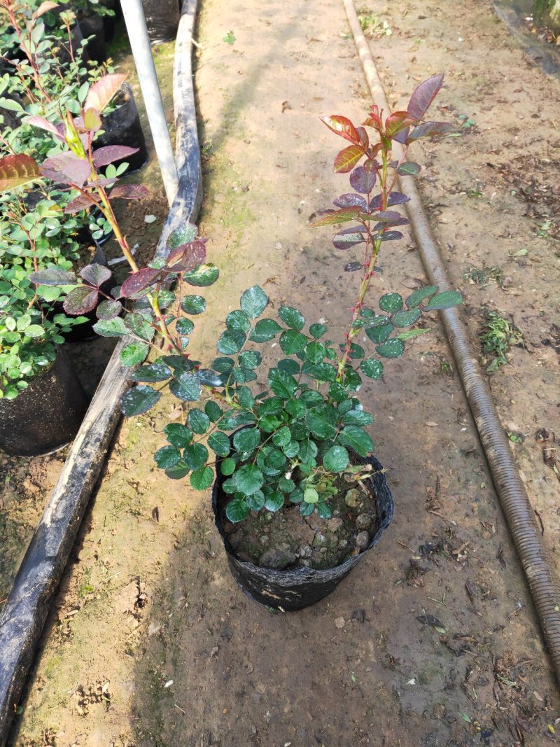 矾根花苗基地直发量大从优包成活品种放心苗