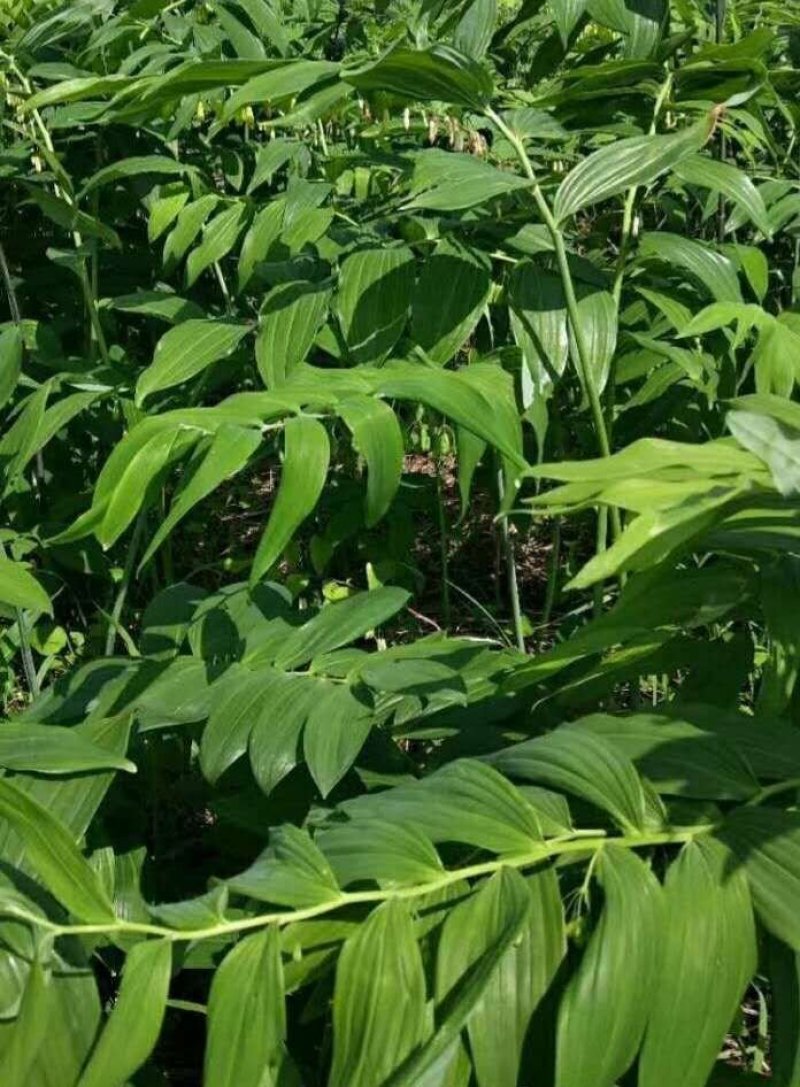 大量多花姜型甜黄精商品出售品种保证诚信经营合作共赢