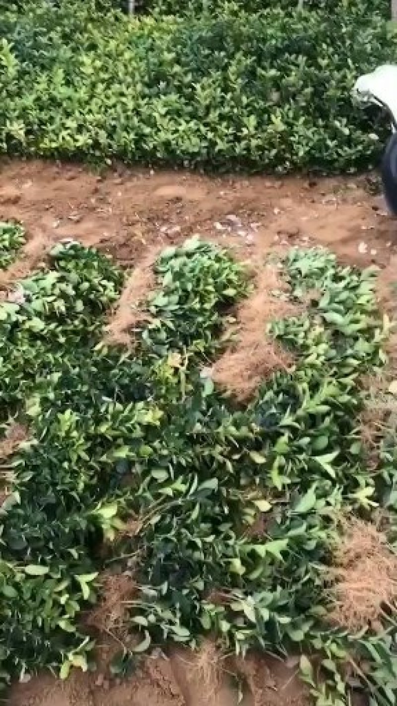 江苏冬青苗冬青床苗根系发达成活率高