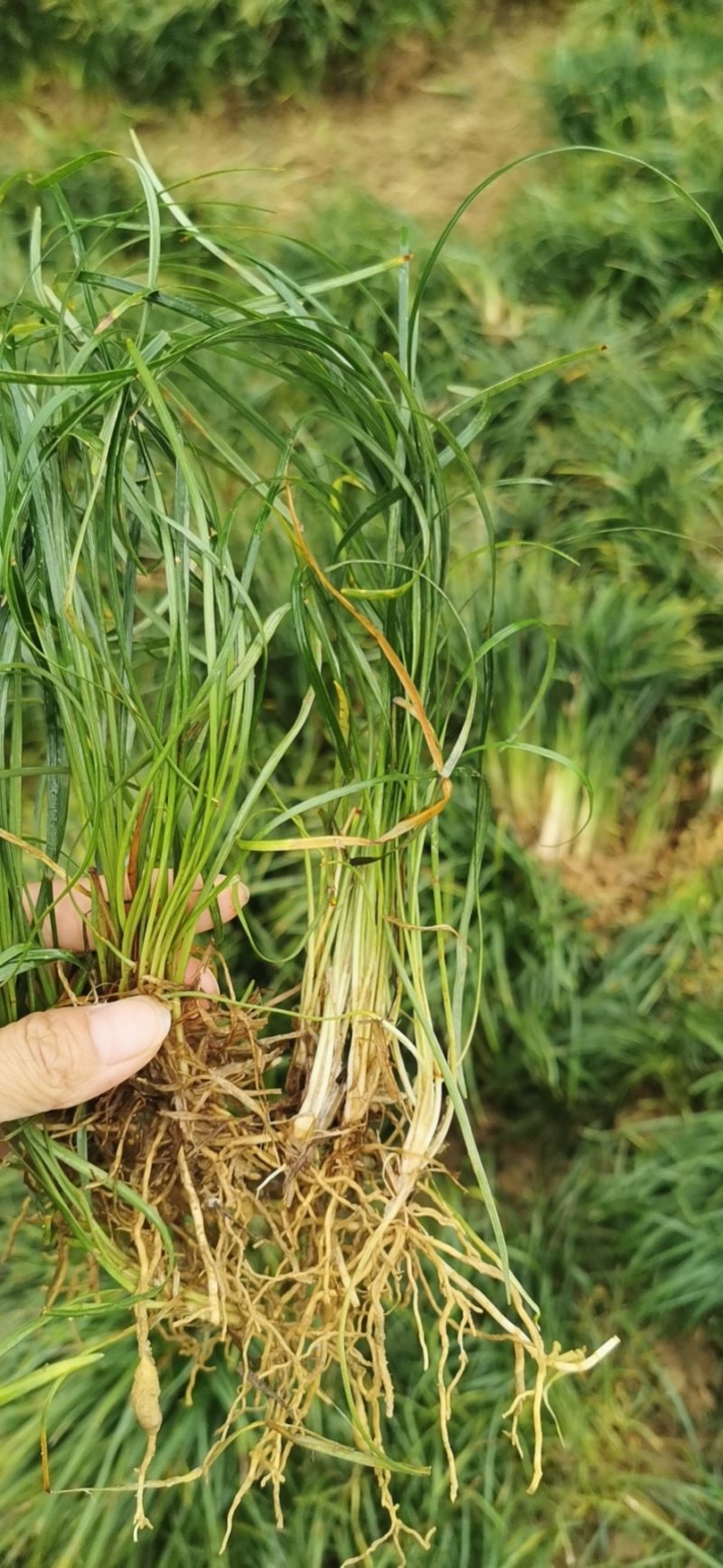 麦冬草