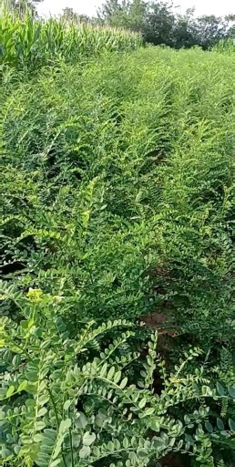 国槐苗地栽苗，大颗粒国槐苗，药用国槐苗高产槐米国槐苗