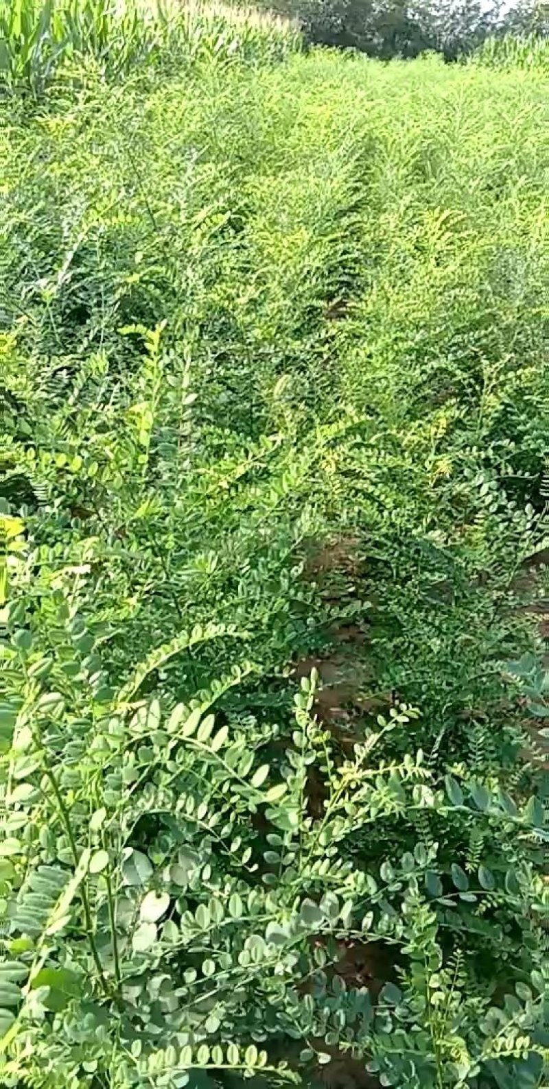国槐苗地栽苗，大颗粒国槐苗，药用国槐苗高产槐米国槐苗