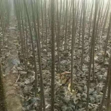 107杨树苗1.96元1颗，有要的联系