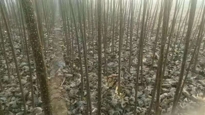 107杨树苗1.96元1颗，有要的联系