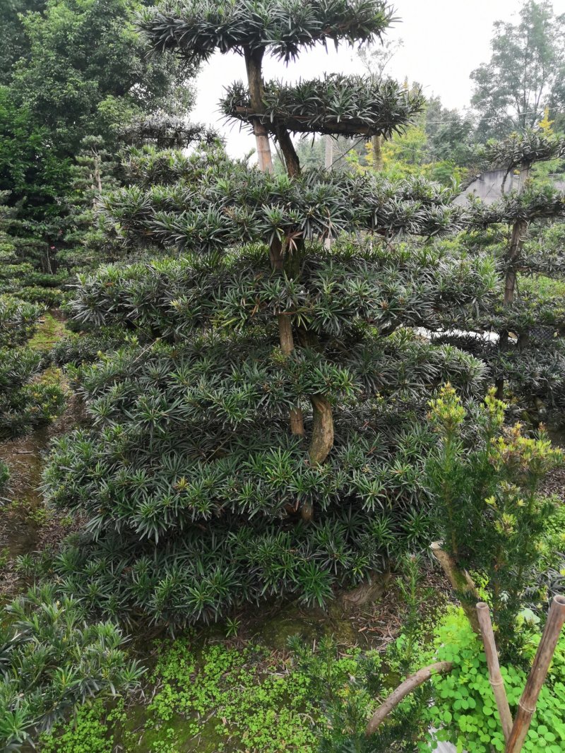 罗汉松造型罗汉松罗汉松苗木