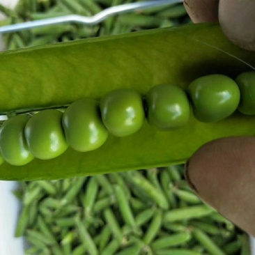 水果豆预售